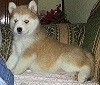 la kuma posando... es una alaskan malamute color roja, muy juguetona!! 